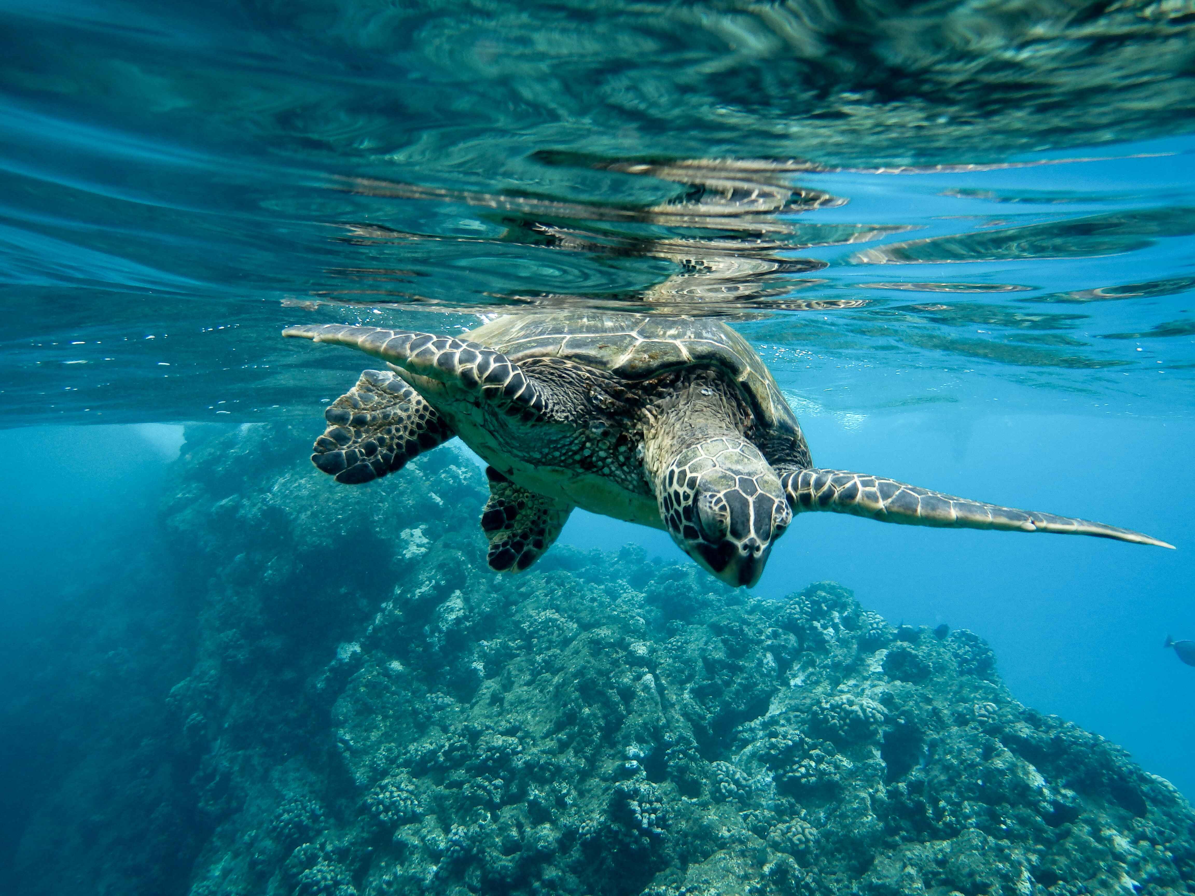 Clear tropical water above a reef